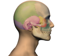 craniallateral