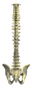 spinepic